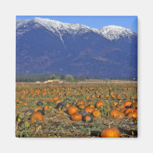 Flathead Valley Montana Pumpkin patch Magnet