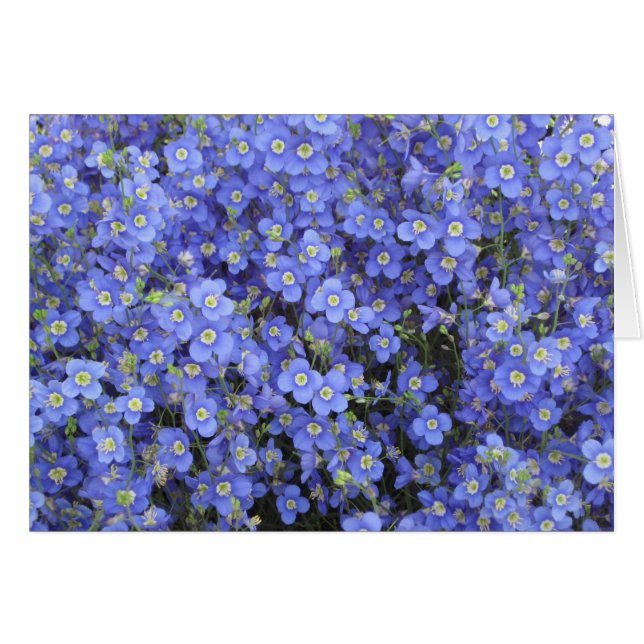 Flax Flowers at Longwood Gardens, Pennsylvania (Front Horizontal)