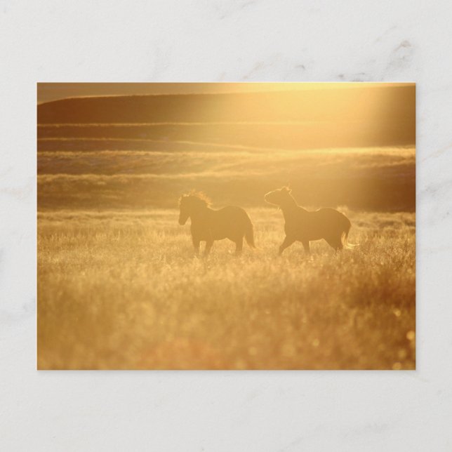 Flaxen Fields Postcard (Front)