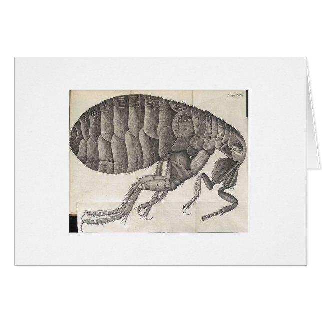 Flea (Front Horizontal)