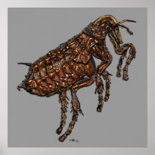Flea on Light Grey Poster