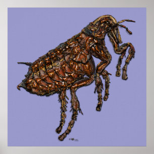 Flea on Lilac Poster