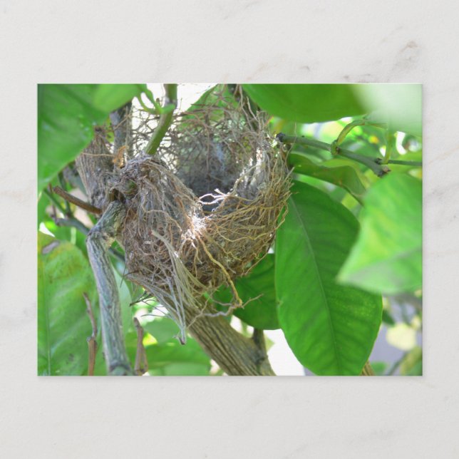 Fled Nest Holiday Card (Front)