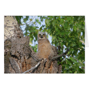 Fledgling Great Horned Owl