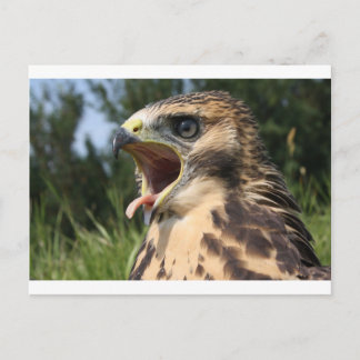 Fledgling Red Tailed Hawk Postcard