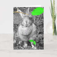 Flemish Giant Rabbit B & W with Green Leaves