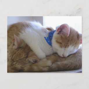 Flemming & Finley Announcement Postcard