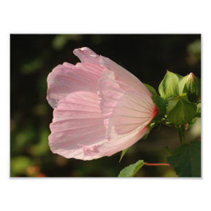 Fleur , Kodak Professional Photo