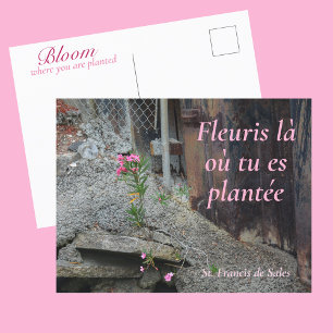 Fleuris là où tu es plantée Pink Floral Postcard