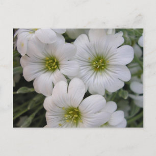 Fleurs blanches postcard