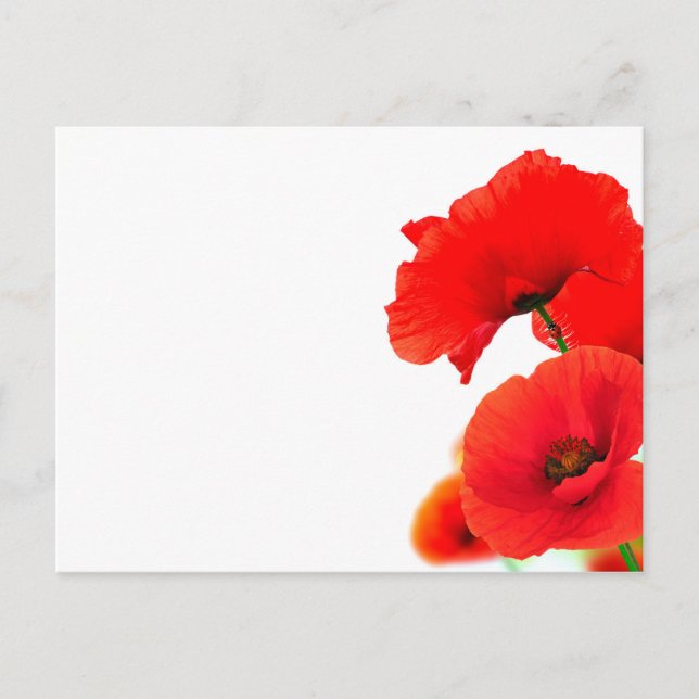 Fleurs de coquelicots sur fond blanc au printemps holiday postcard (Front)