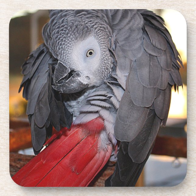 Flexible Congo African Gray Parrot with Red Tail Coaster (Front)