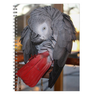 Flexible Congo African Grey Parrot with Red Tail Notebook