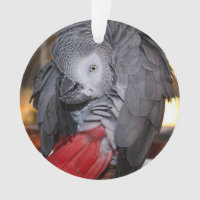 Flexible Congo African Grey Parrot with Red Tail