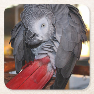 Flexible Congo African Grey Parrot with Red Tail Square Paper Coaster