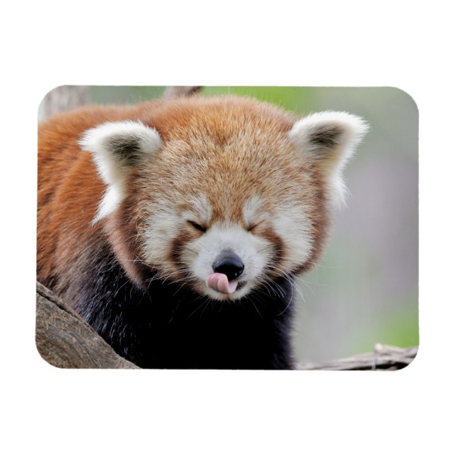 Flexible magnet Photo red panda , animals 0259. (Horizontal)