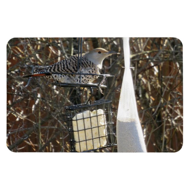 Flicker in Bird Feeder Magnet (Horizontal)