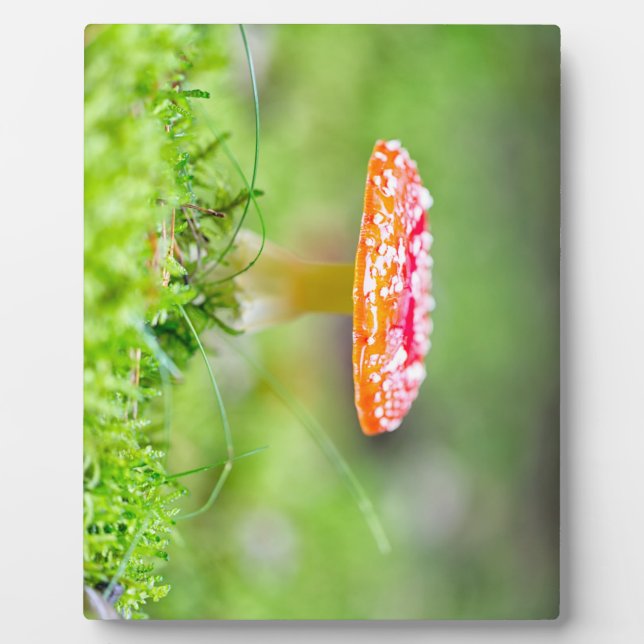 Fliegenpilz Plaque (Front)