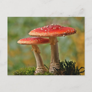 Fliegenpilze Postcard