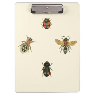 Flies and Beetles by Vision Studio Clipboard