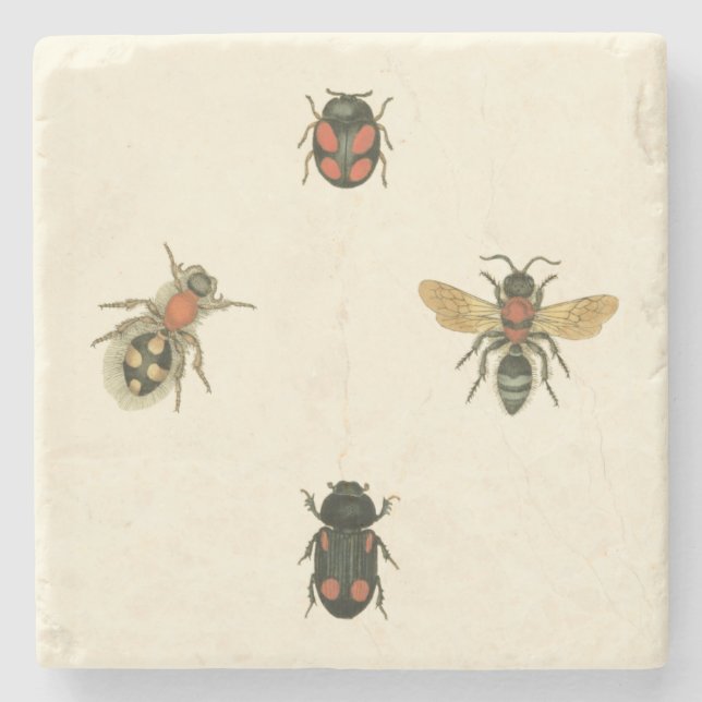 Flies and Beetles by Vision Studio Stone Coaster (Front)