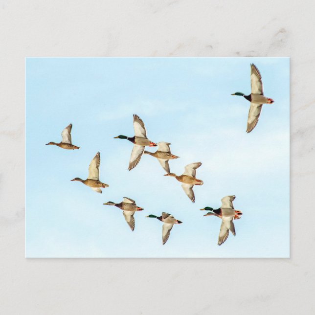 Flight of Mallards Postcard (Front)