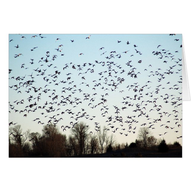 Flight of the Geese (Front Horizontal)