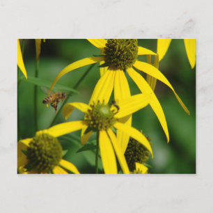 Flight of the honeybee postcard