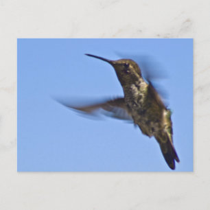 Flight of the Hummingbird Postcard