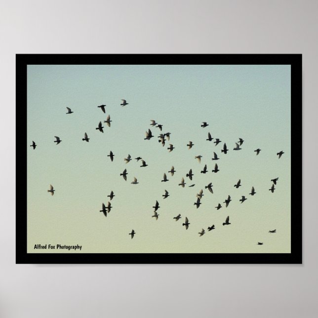 Flight of the Pigeons Poster (Front)