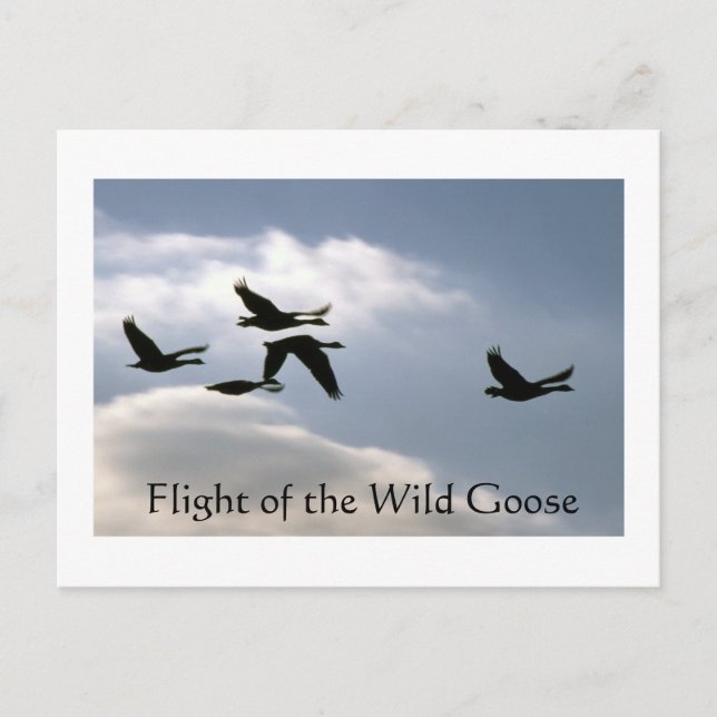 Flight of the Wild Goose - torn edges postcard (Front)