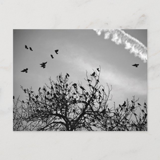 Flight Path Postcard (Front)