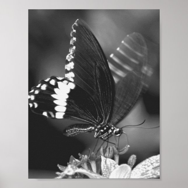 Flight Poster (Front)