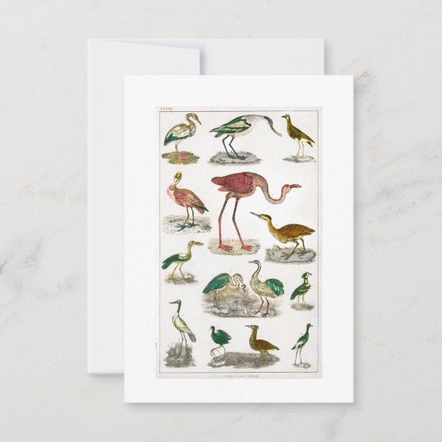Flightless Birds Flightless Vintage Birds Illust RSVP Card (Front)