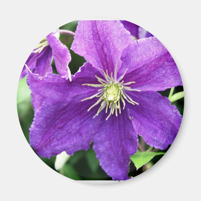 Flirty Magnet (Front)