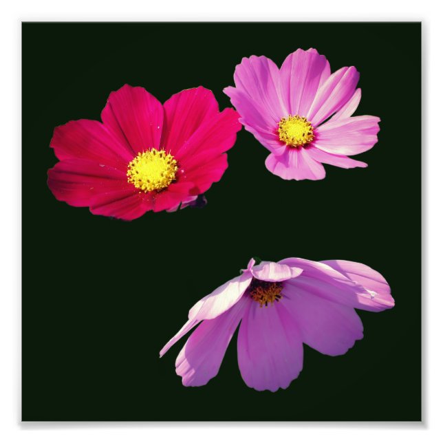 Floating Cosmos Daisy Flower Trio 8x8 Photo Print (Front)