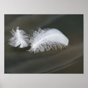 Floating Goose Feathers Poster