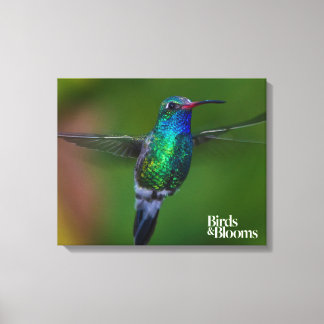 Floating Hummingbird Canvas Print