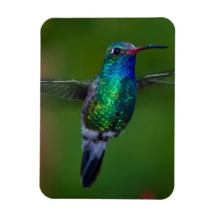 Floating Hummingbird Magnet