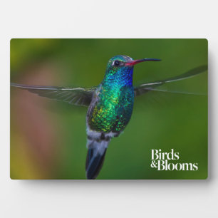 Floating Hummingbird Plaque
