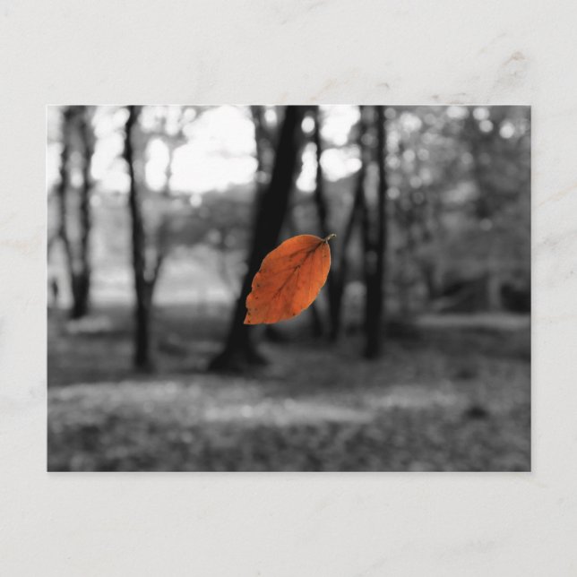 Floating Leaf Postcard (Front)
