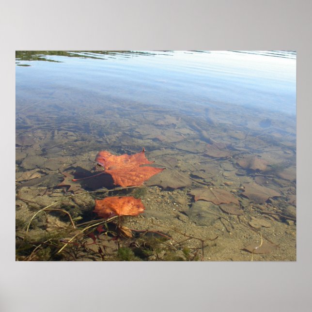 Floating Leaf Poster (Front)
