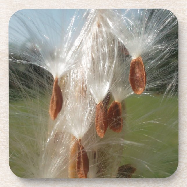Floating Milkweed Seeds Art Print/Graphic Coaster (Front)