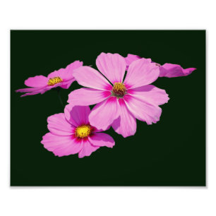 Floating Pink Cosmos Flowers 8x10 Photo Print