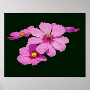 Floating Pink Cosmos Flowers   Poster