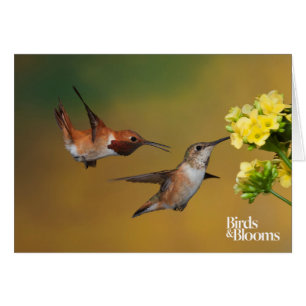 Floating Rufous Hummingbird