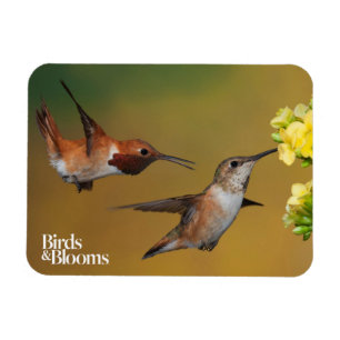 Floating Rufous Hummingbird Magnet
