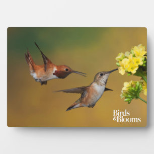 Floating Rufous Hummingbird Plaque