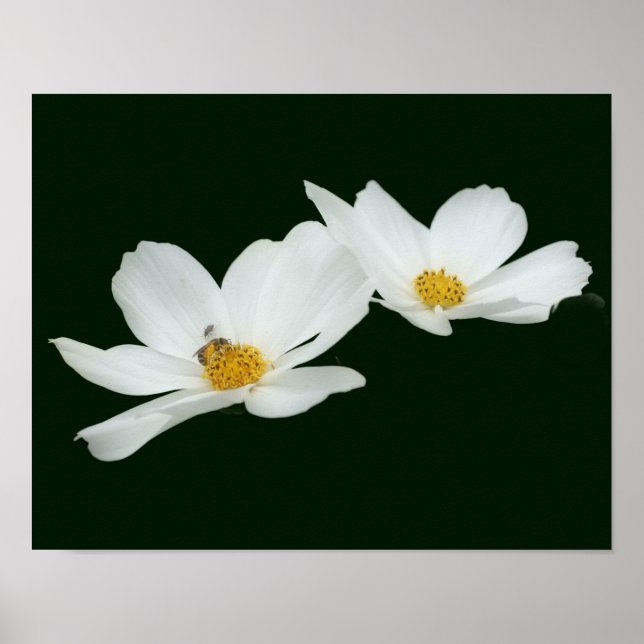 Floating White Cosmos Flowers And Bee  Poster (Front)