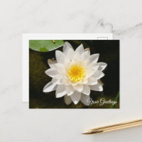 Floating White Waterlily Lotus Blank Postcard